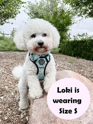 Trail & Glow® Dog Harness - All I Avo Wanted - Bailey and Coco (UK)