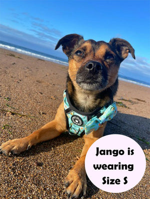 Trail & Glow® Dog Harness - All I Avo Wanted - Bailey and Coco (UK)