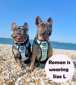 Trail & Glow® Dog Harness - All I Avo Wanted - Bailey and Coco (UK)