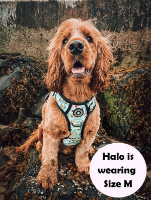 Trail & Glow® Dog Harness - All I Avo Wanted - Bailey and Coco (UK)