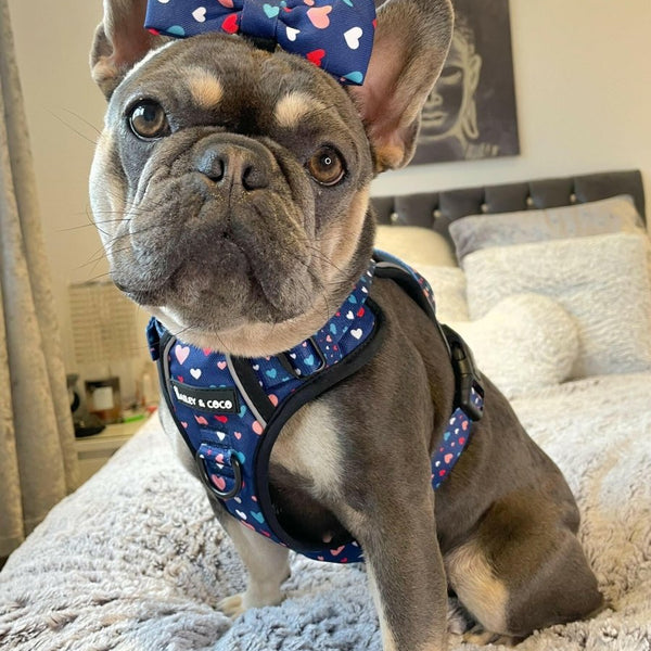 Trail & Glow® Dog Harness - All You Need Is Love - alternate view