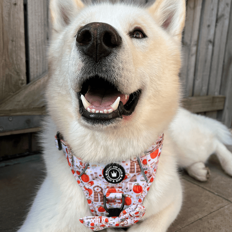 Trail & Glow® Dog Harness - Autumn Magic - Bailey and Coco (UK)