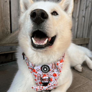 Trail & Glow® Dog Harness - Autumn Magic - Bailey and Coco (UK)