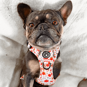 Trail & Glow® Dog Harness - Autumn Magic - Bailey and Coco (UK)