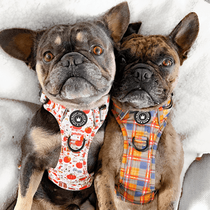 Trail & Glow® Dog Harness - Autumn Magic - Bailey and Coco (UK)