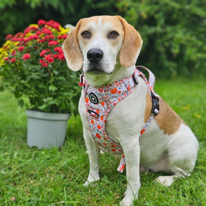 Trail & Glow® Dog Harness - Autumn Magic - Bailey and Coco (UK)