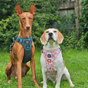 Trail & Glow® Dog Harness - Autumn Magic - Bailey and Coco (UK)