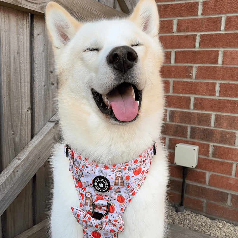 Trail & Glow® Dog Harness - Autumn Magic - Bailey and Coco (UK)