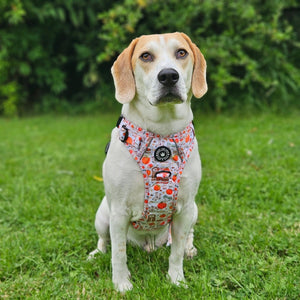 Trail & Glow® Dog Harness - Autumn Magic - Bailey and Coco (UK)