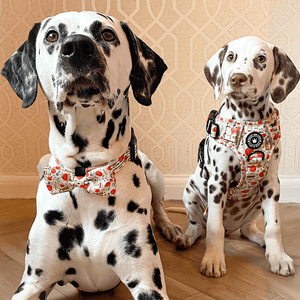 Trail & Glow® Dog Harness - Autumn Magic - Bailey and Coco (UK)