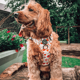 Trail & Glow® Dog Harness - Autumn Magic - Bailey and Coco (UK)