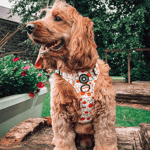 Trail & Glow® Dog Harness - Autumn Magic - Bailey and Coco (UK)