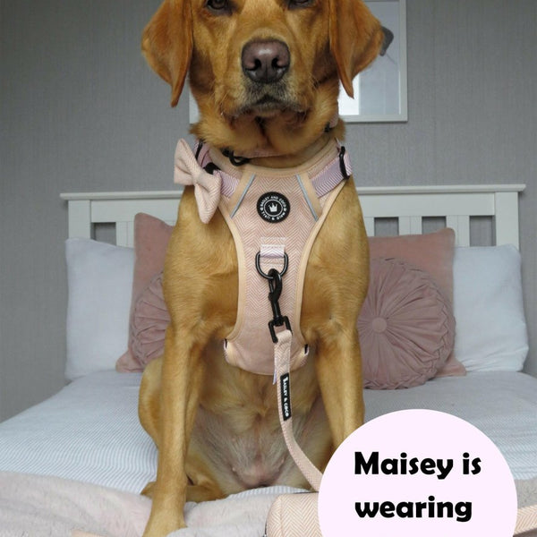 Trail & Glow® Dog Harness Bundle Set - Almond Tweed - alternate view