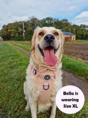 Trail & Glow® Dog Harness Bundle Set - Almond Tweed - Bailey and Coco (UK)