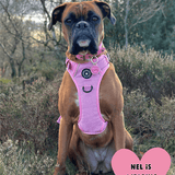 Trail & Glow® Dog Harness Bundle Set - Bubblegum Pink Tweed - Bailey and Coco (UK)