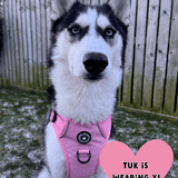 Trail & Glow® Dog Harness Bundle Set - Bubblegum Pink Tweed - Bailey and Coco (UK)