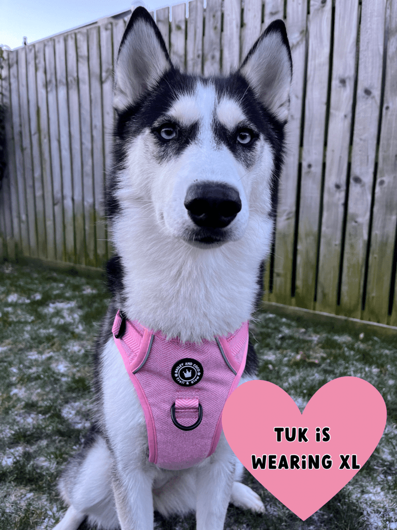 Trail & Glow® Dog Harness Bundle Set - Bubblegum Pink Tweed - Bailey and Coco (UK)