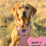 Trail & Glow® Dog Harness Bundle Set - Bubblegum Pink Tweed - Bailey and Coco (UK)
