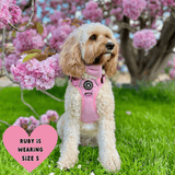 Trail & Glow® Dog Harness Bundle Set - Bubblegum Pink Tweed - Bailey and Coco (UK)