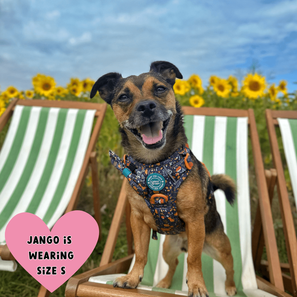 Trail & Glow® Dog Harness Bundle Set - COLOUR DROPS® - Bewitched - Bailey and Coco (UK)