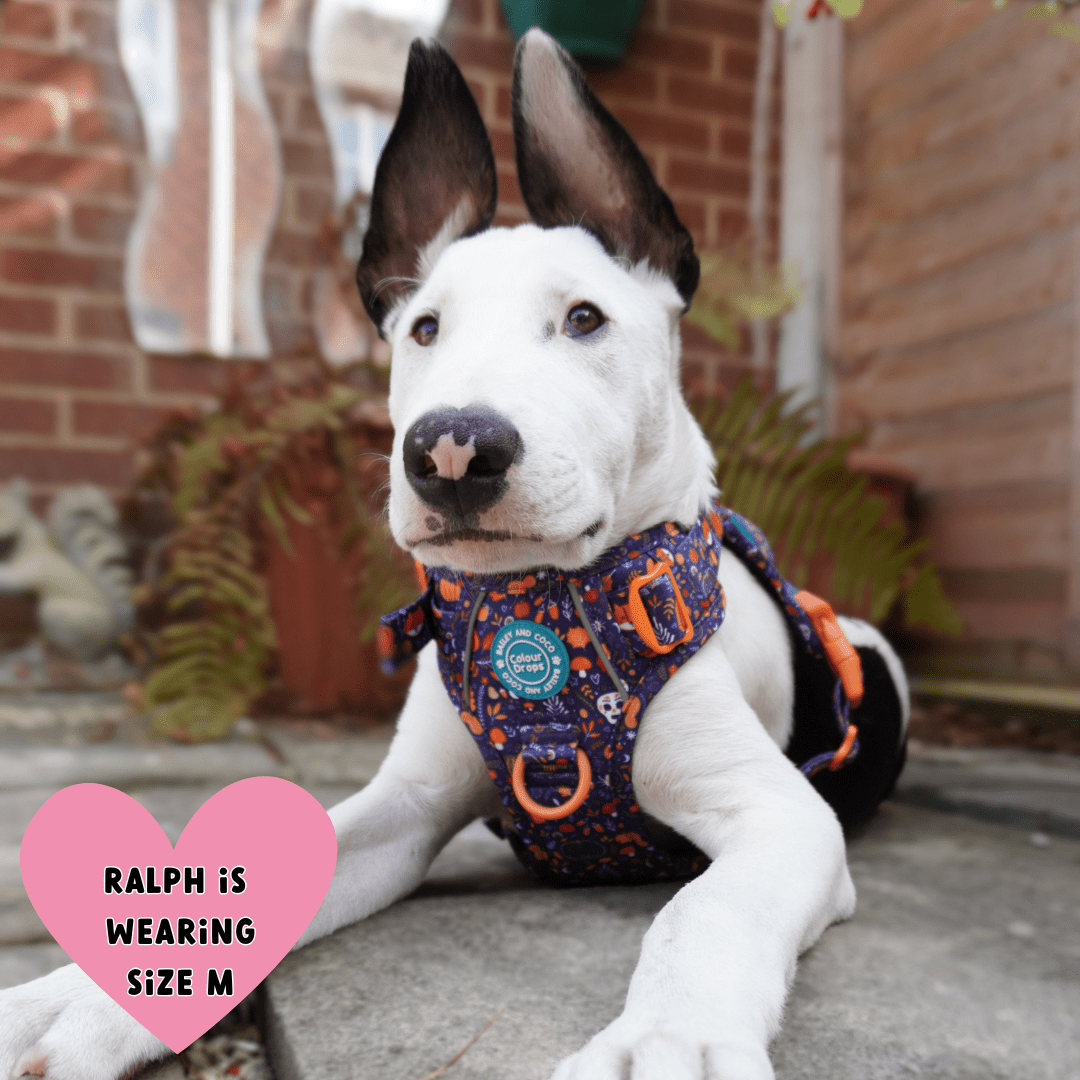 Trail & Glow® Dog Harness Bundle Set - COLOUR DROPS® - Bewitched - Bailey and Coco (UK)