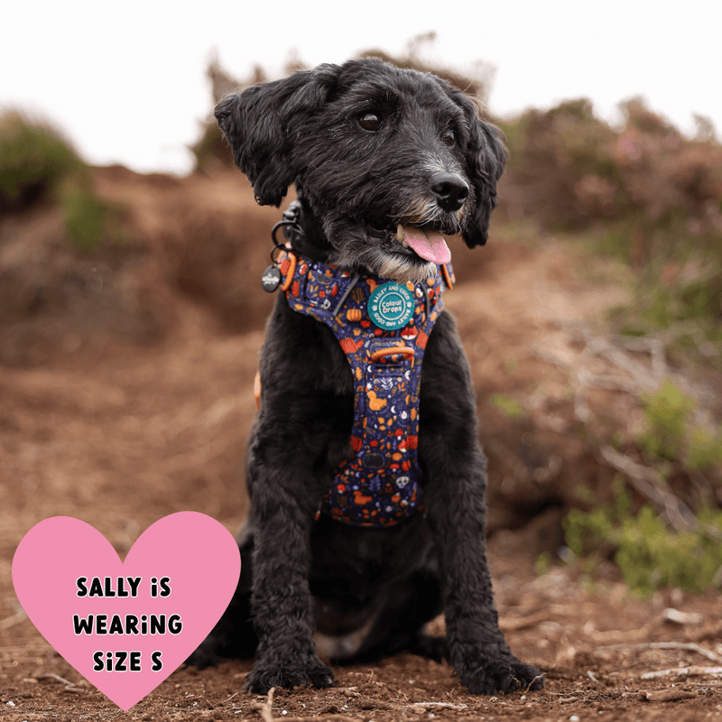 Trail & Glow® Dog Harness Bundle Set - COLOUR DROPS® - Bewitched - Bailey and Coco (UK)