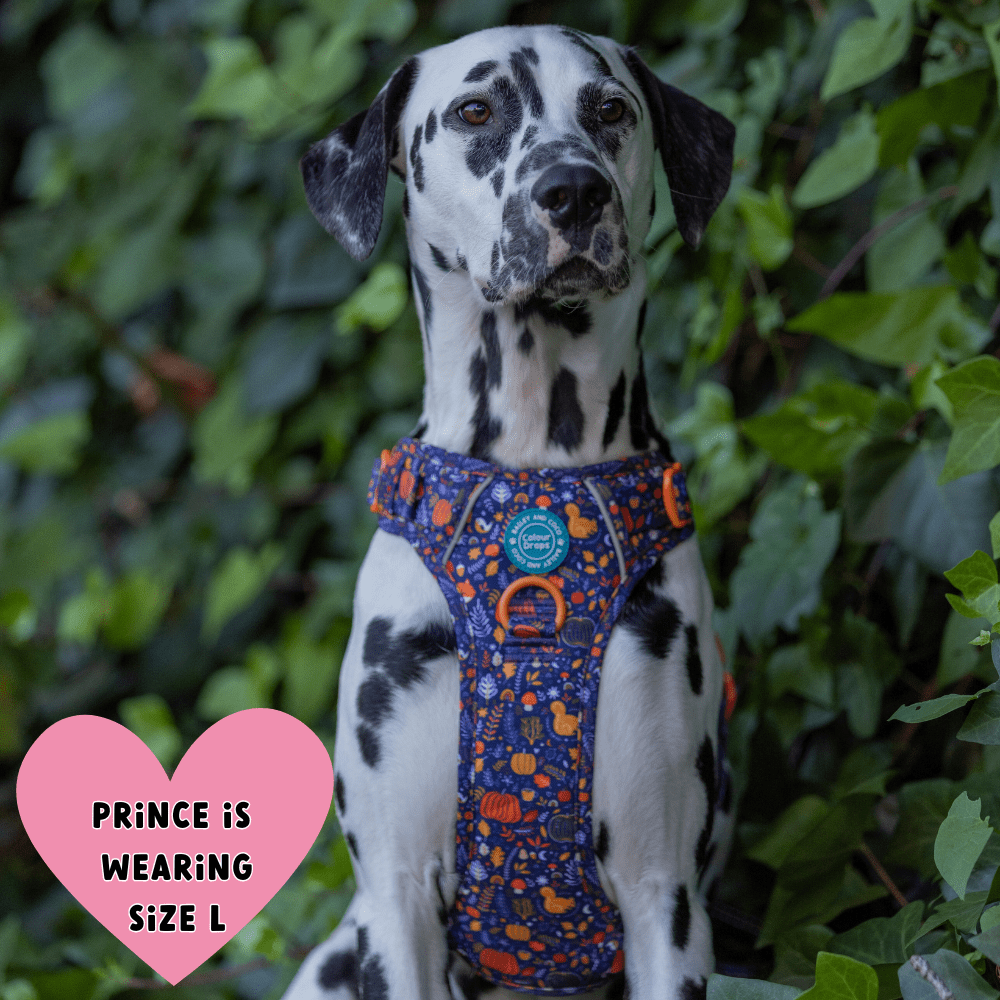 Trail & Glow® Dog Harness Bundle Set - COLOUR DROPS® - Bewitched - Bailey and Coco (UK)