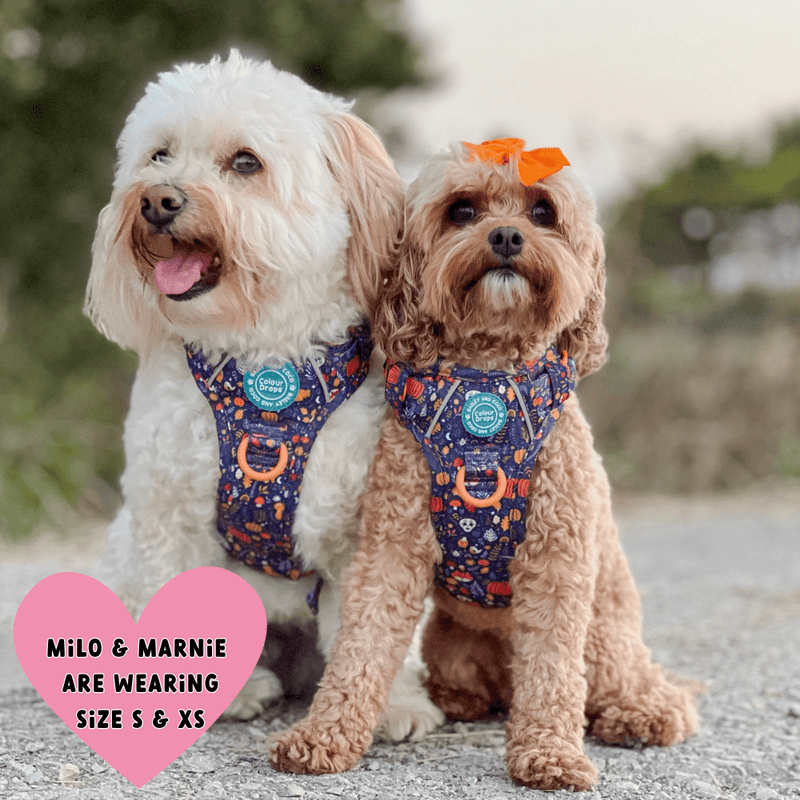 Trail & Glow® Dog Harness Bundle Set - COLOUR DROPS® - Bewitched - Bailey and Coco (UK)
