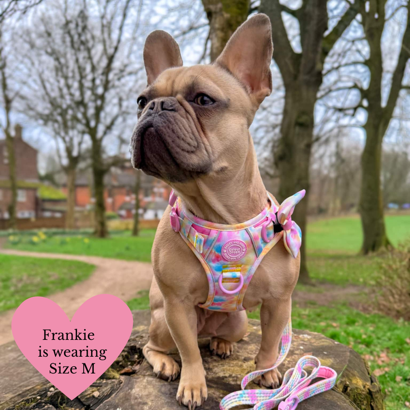 Trail & Glow Dog Harness Bundle Set - Colour Drops - Candy Floss - Bailey and Coco (UK)