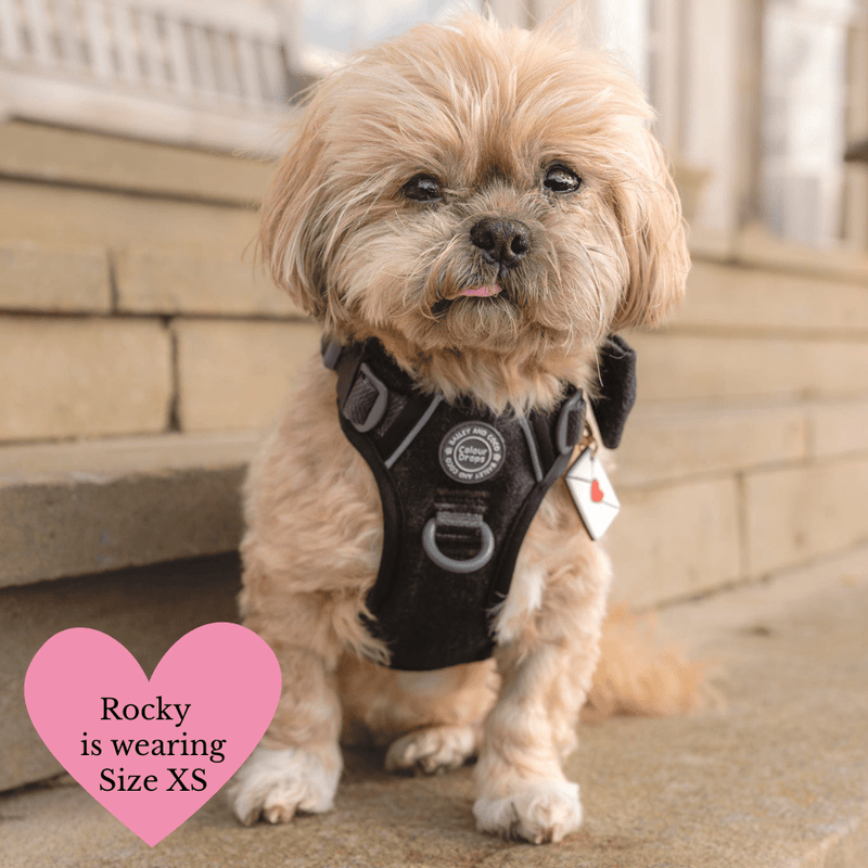 Trail & Glow - Dog Harness Bundle Set - Colour Drops - Charcoal Tweed - Bailey and Coco (UK)