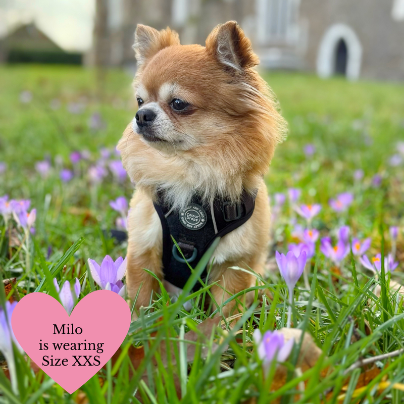 Trail & Glow - Dog Harness Bundle Set - Colour Drops - Charcoal Tweed - Bailey and Coco (UK)