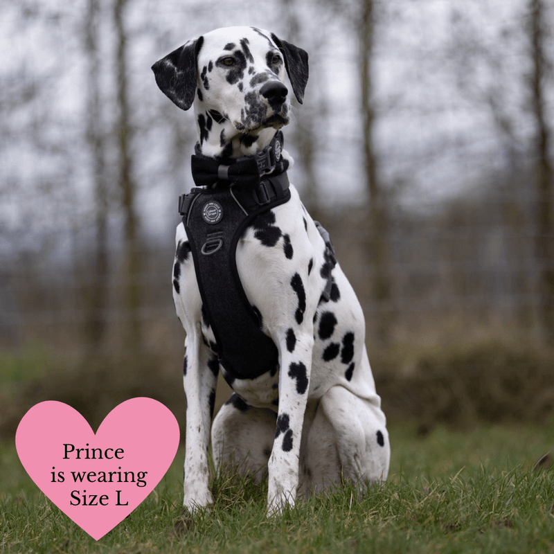 Trail & Glow - Dog Harness Bundle Set - Colour Drops - Charcoal Tweed - Bailey and Coco (UK)