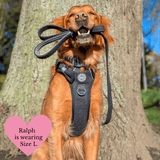Trail & Glow - Dog Harness Bundle Set - Colour Drops - Charcoal Tweed - Bailey and Coco (UK)