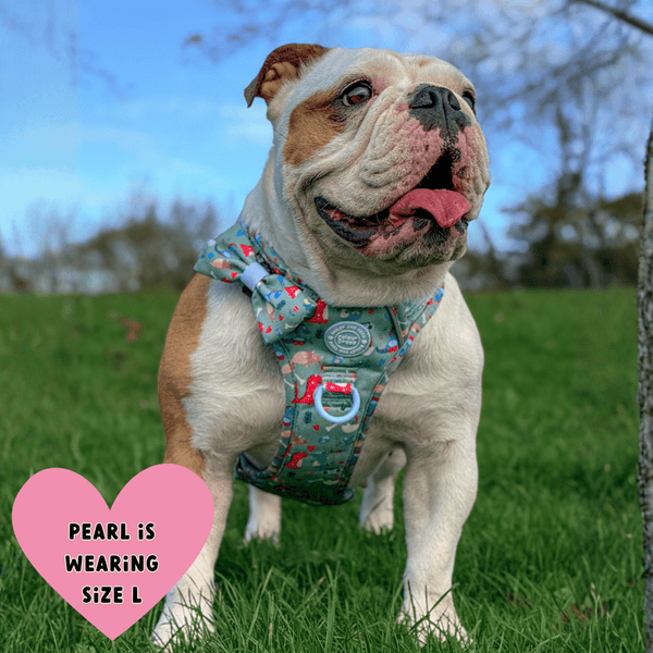 Trail & Glow Dog Harness Bundle Set - Colour Drops - Dino Party - Bailey and Coco (UK)