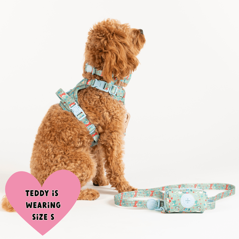 Trail & Glow Dog Harness Bundle Set - Colour Drops - Dino Party - Bailey and Coco (UK)