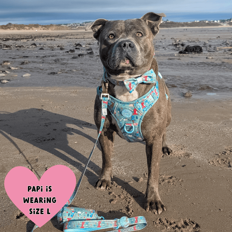 Trail & Glow Dog Harness Bundle Set - Colour Drops - Dino Party - Bailey and Coco (UK)