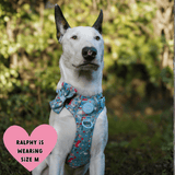 Trail & Glow Dog Harness Bundle Set - Colour Drops - Dino Party - Bailey and Coco (UK)