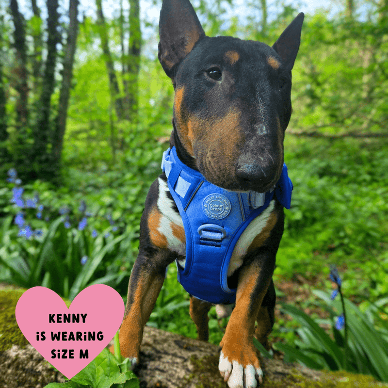 Trail & Glow® Dog Harness Bundle Set - COLOUR DROPS® - Head in the Clouds - Bailey and Coco (UK)