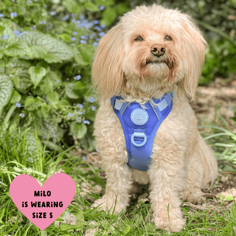 Trail & Glow® Dog Harness Bundle Set - COLOUR DROPS® - Head in the Clouds - Bailey and Coco (UK)