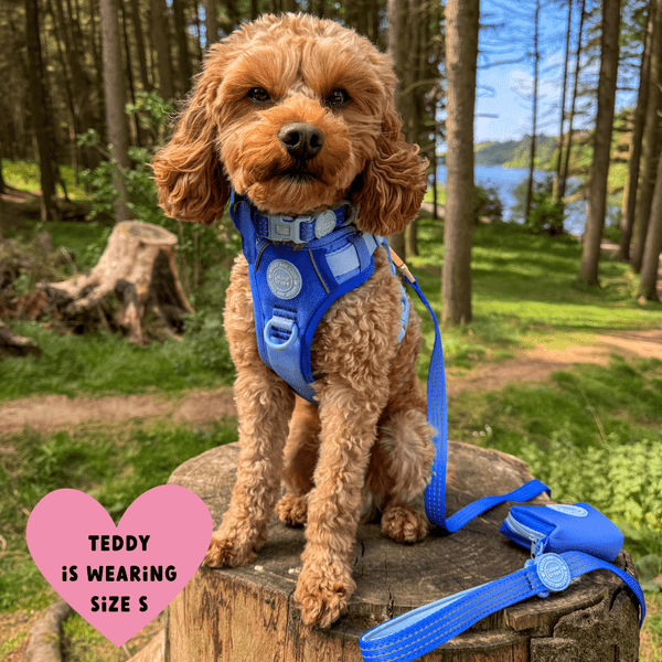 Trail & Glow® Dog Harness Bundle Set - COLOUR DROPS® - Head in the Clouds - Bailey and Coco (UK)