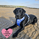 Trail & Glow® Dog Harness Bundle Set - COLOUR DROPS® - Head in the Clouds - Bailey and Coco (UK)