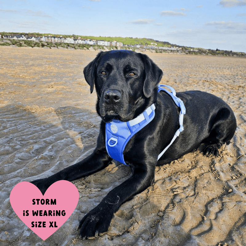 Trail & Glow® Dog Harness Bundle Set - COLOUR DROPS® - Head in the Clouds - Bailey and Coco (UK)