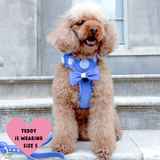 Trail & Glow® Dog Harness Bundle Set - COLOUR DROPS® - Head in the Clouds - Bailey and Coco (UK)