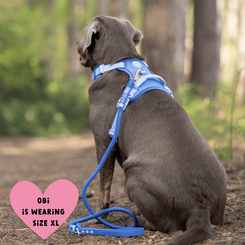 Trail & Glow® Dog Harness Bundle Set - COLOUR DROPS® - Head in the Clouds - Bailey and Coco (UK)