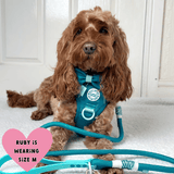 Trail & Glow® Dog Harness Bundle Set - COLOUR DROPS® - Ice Teal - Bailey and Coco (UK)