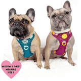 Trail & Glow® Dog Harness Bundle Set - COLOUR DROPS® - Ice Teal - Bailey and Coco (UK)