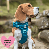 Trail & Glow® Dog Harness Bundle Set - COLOUR DROPS® - Ice Teal - Bailey and Coco (UK)