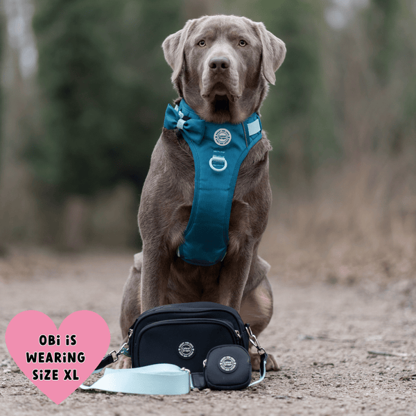 Trail & Glow® Dog Harness Bundle Set - COLOUR DROPS® - Ice Teal - Bailey and Coco (UK)