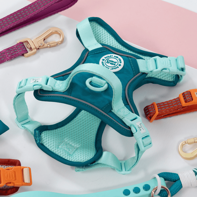 Trail & Glow® Dog Harness Bundle Set - COLOUR DROPS® - Ice Teal - Bailey and Coco (UK)