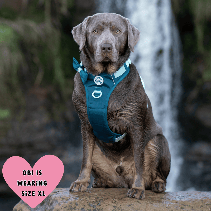 Trail & Glow® Dog Harness Bundle Set - COLOUR DROPS® - Ice Teal - Bailey and Coco (UK)